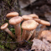 Мицелий Опенка северного (Armillaria borealis)